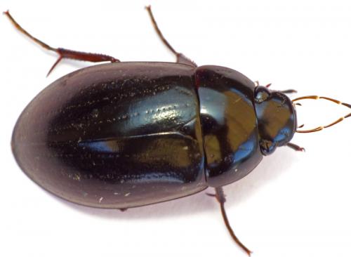 Hydrochara caraboides