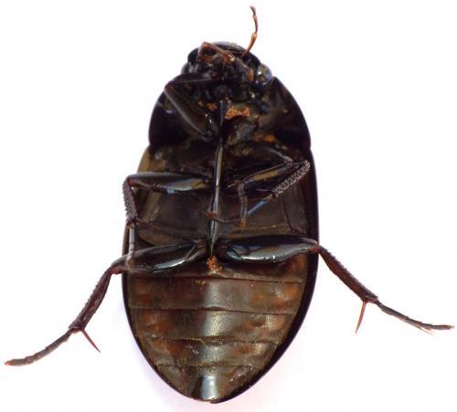 Hydrochara caraboides
