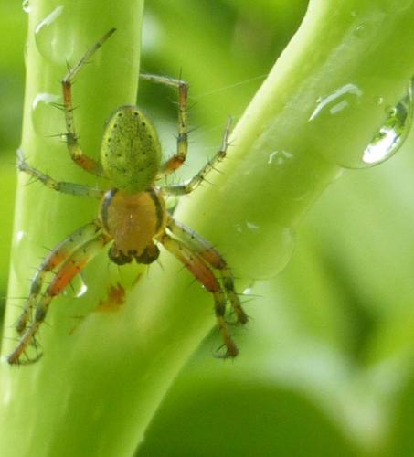 Araniella sp.