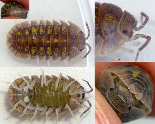Armadillidium granulatum