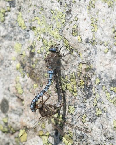 Réf. 169 639 : Aeshna caerulea
