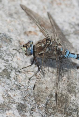 Réf. 169 607 : Aeshna caerulea