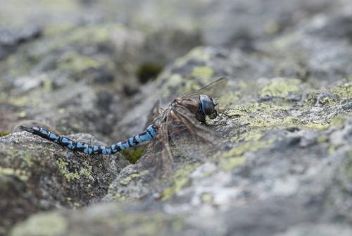 Réf. 169 759 : Aeshna caerulea