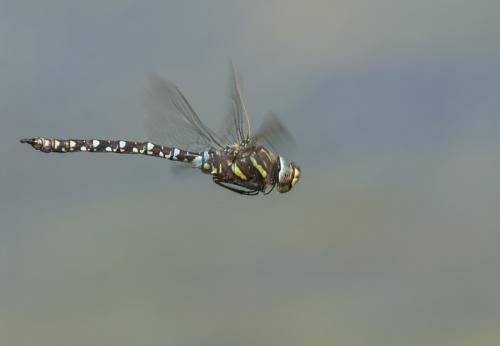 Réf. 169 517 : Aeshna juncea