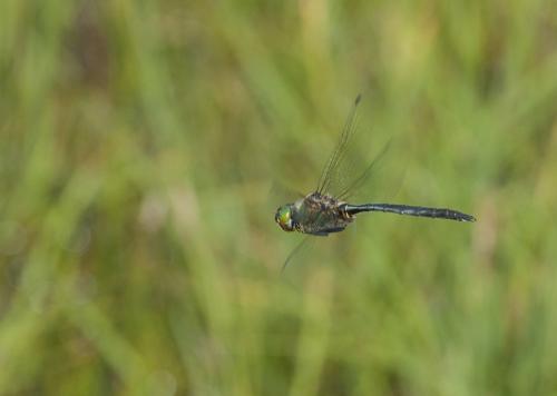 Réf. 169 611 : Somatochlora alpestris
