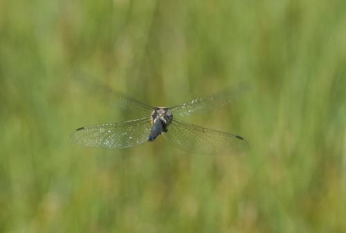 Somatochlora alpestris