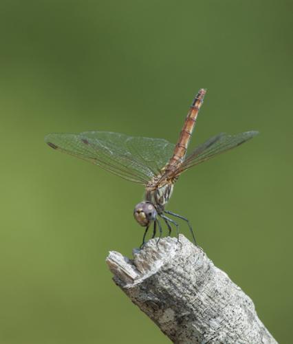 Réf. 169 509 : Trithemis annulata