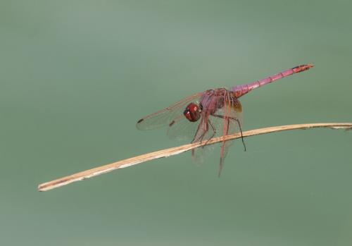 Trithemis annulata