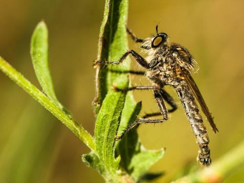 Machimus annulipes