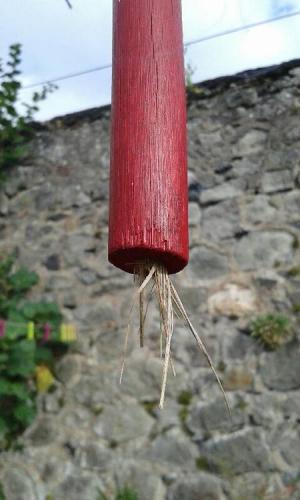 Isodontia mexicana