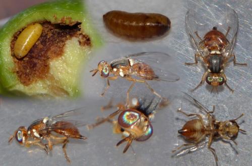 Réf. 169 101 : Bactrocera oleae