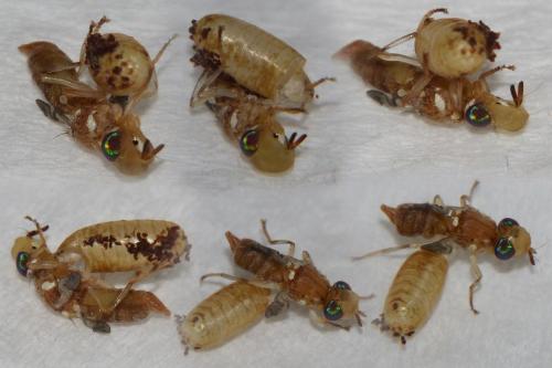 Bactrocera oleae
