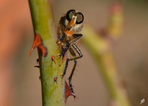 Machimus sp.
