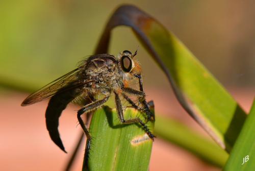 Machimus sp.