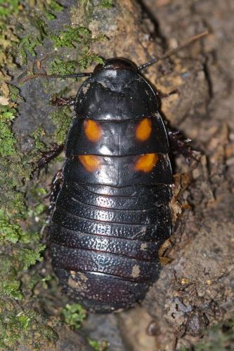 Réf. 169 916 : Panesthia angustipennis