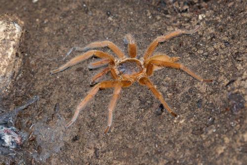 Orphnaecus sp.
