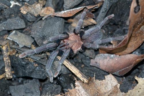 Orphnaecus sp.