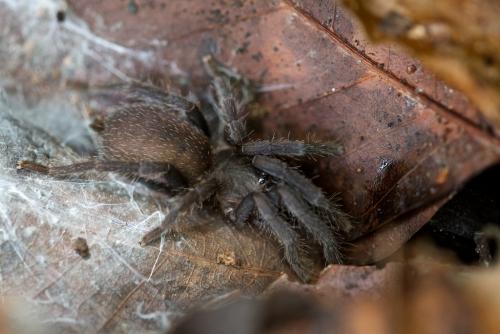 Orphnaecus sp.