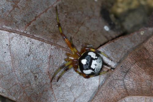 Araneus mitificus