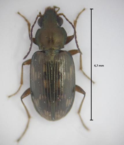 Réf. 169 196 : Bembidion varium
