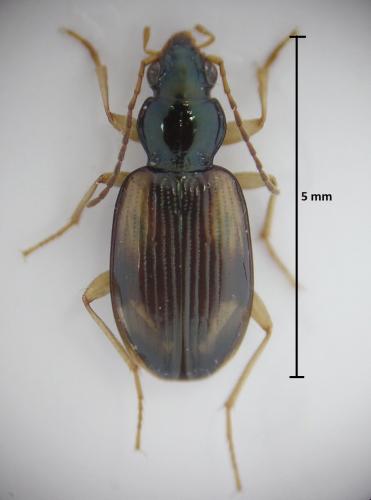 Réf. 169 467 : Bembidion tetracolum