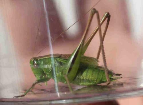 Bicolorana bicolor
