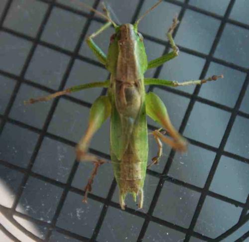 Bicolorana bicolor