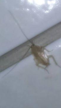 Planuncus vinzi
