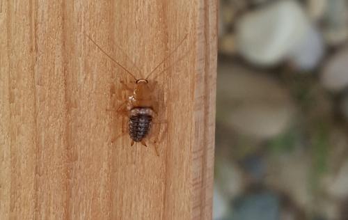 Planuncus vinzi
