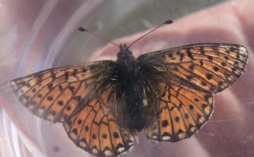 Réf. 169 422 : Boloria sp.