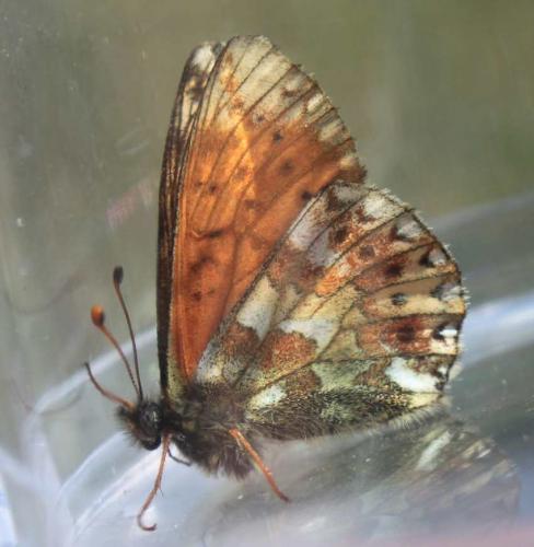Réf. 169 423 : Boloria sp.