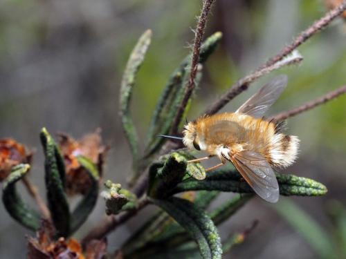 Anastoechus sp.