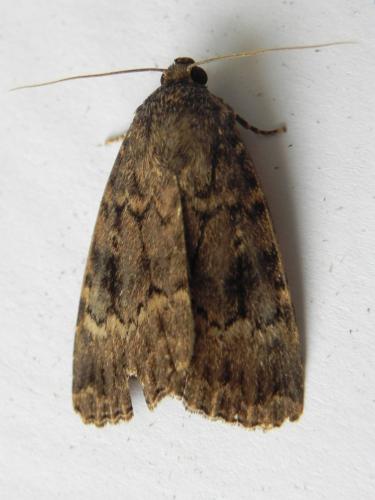Amphipyra berbera