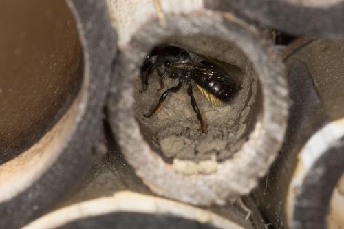 Réf. 169 482 : Osmia bicornis
