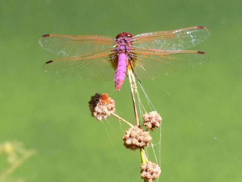 Trithemis annulata