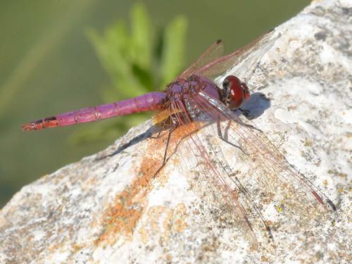 Réf. 169 016 : Trithemis annulata