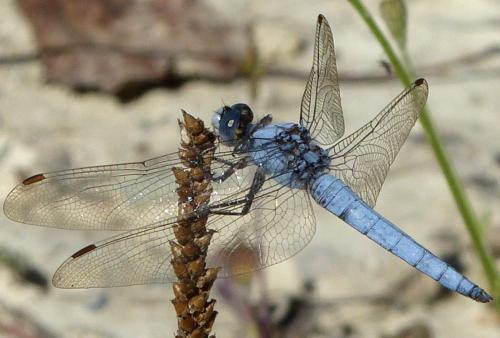 Réf. 169 897 : Orthetrum brunneum
