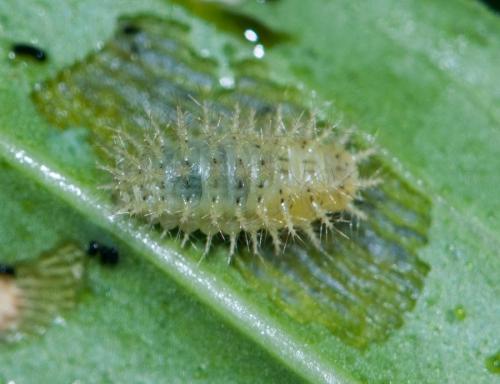 Réf. 169 047 : Subcoccinella vigintiquatuorpunctata