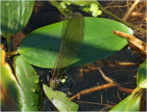 Calopteryx splendens
