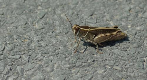 Calliptamus sp.