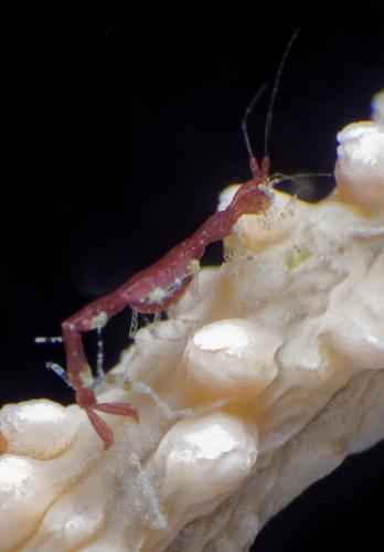 Phtisica marina