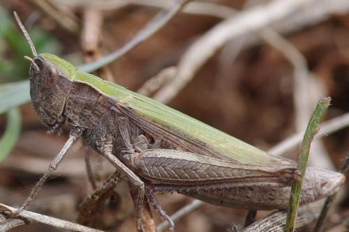Réf. 169 246 : Chorthippus dorsatus dorsatus