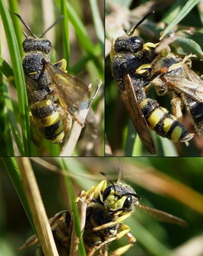 Réf. 169 443 : Cerceris rybyensis