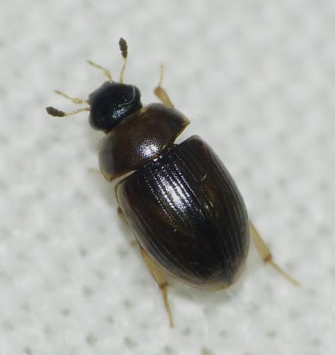 Cercyon laminatus
