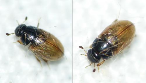 Cercyon quisquilius
