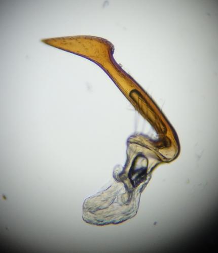 Dicyphus tamaninii