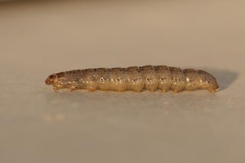 Agrotis sp.