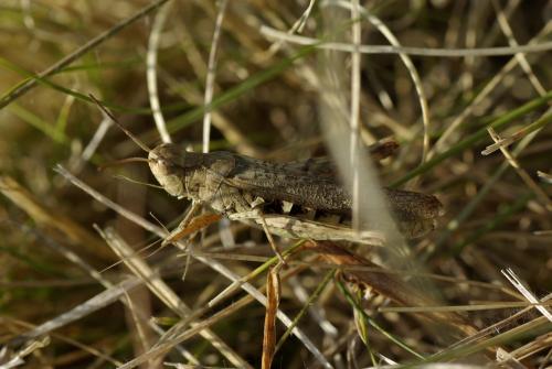 Chorthippus sp.