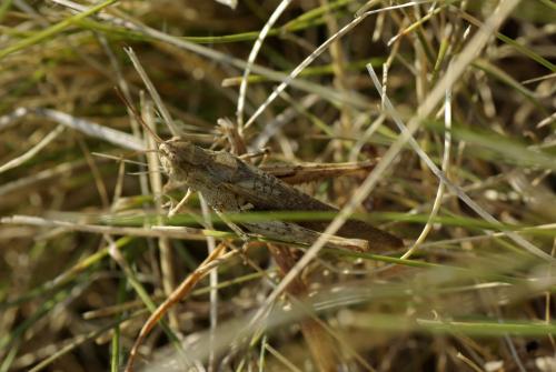 Chorthippus sp.