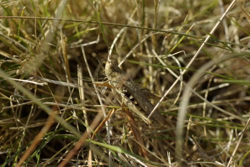 Chorthippus sp.